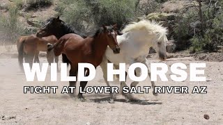 WILD HORSE FIGHT | LOWER SALT RIVER  AZ