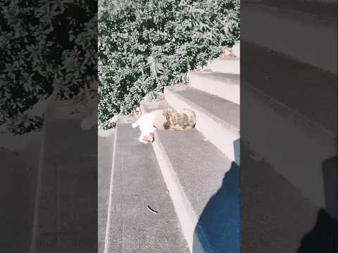 Cat funny#cats #comedy #funny