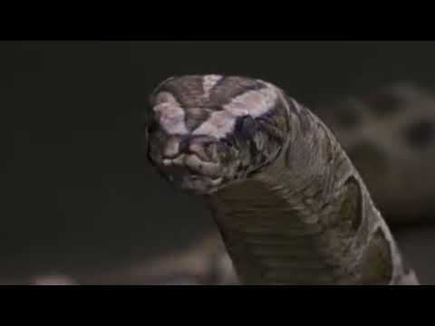 how to pronounce shxcxchcxsh