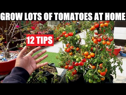 , title : 'Grow Lots of Tomatoes | 12 Tips | Complete Growing Guide'
