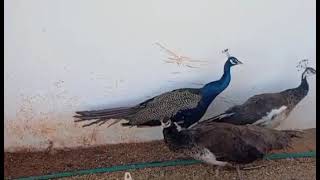 جولة مع حيوانات المزرعة passeio pela fazenda