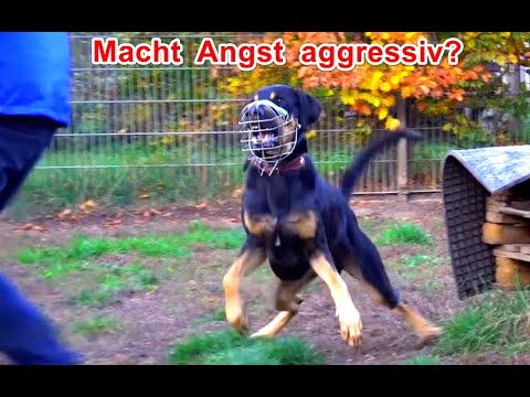 Macht Angst auch aggressiv?  – Erklär-Video