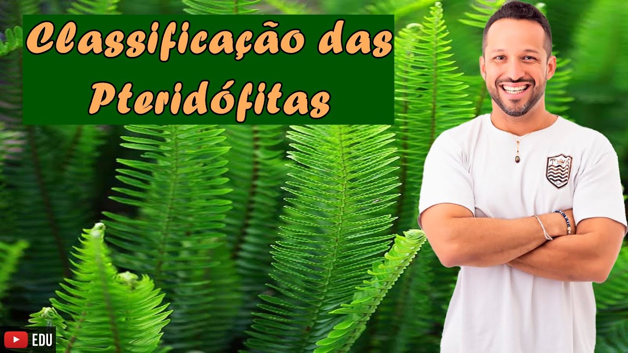 Classificação das Pteridófitas - Divisões e Exemplos - Botânica
