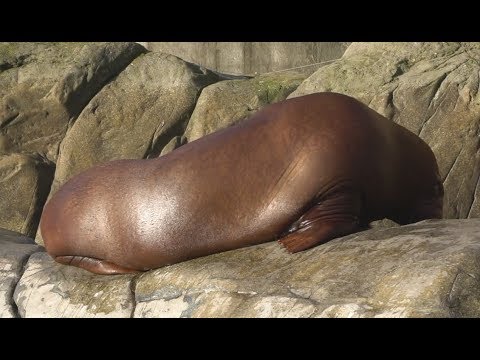 The Walrus (Odobenus Rosmarus) Is A Large Flippered Marine Mammal With A Discontinuous Distribution