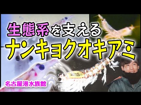 ユーファウシア・スペルバ