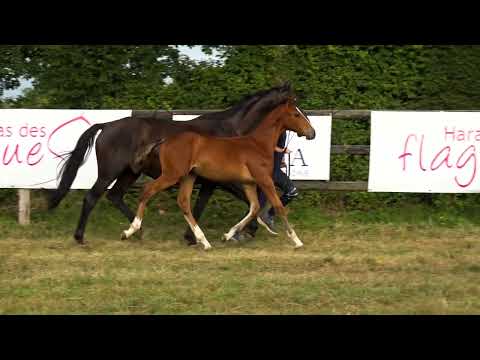 ATLANTIX DES FLAGUES