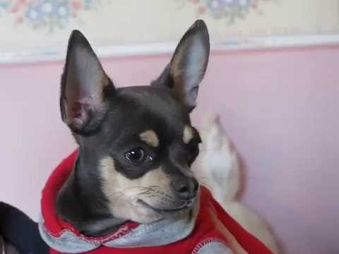 Chihuahua FUNNY video. MUST SEE.