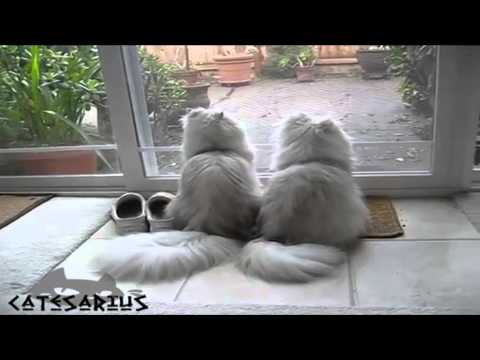 58 Cats twins  Кошки близнецы