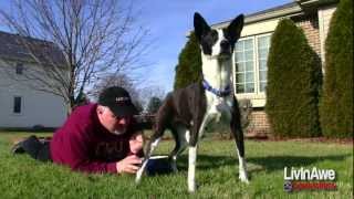 Funny Dog Video:  How to get a urine sample
