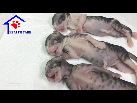 Reviving 4 baby newborn kittens – God has rescued 4 little kittens