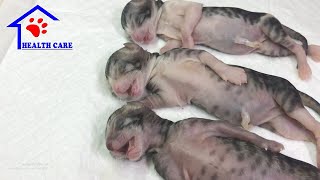 Reviving 4 baby newborn kittens – God has rescued 4 little kittens