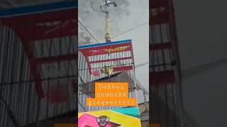 Download lagu pleci dakbal nembakkk #shots #videopendekyoutube mp3