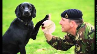 preview picture of video 'learn the dog training secrets 2015'