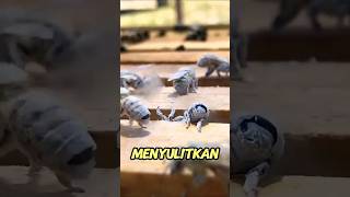 Download lagu Lebah madu dan parasit! mp3 Download lagu Lebah madu dan parasit! mp3