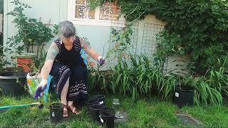 Curling Willow Trees From Florist Cuttings