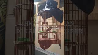 Download lagu Hwamei jantan dijamin langsung nyaut gacor denger hwamei betina ini mp3