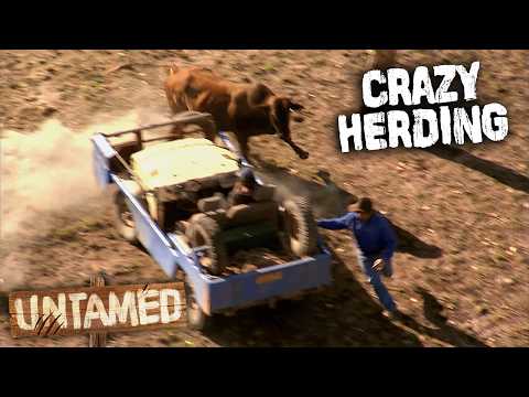 The Most Dangerous Cattle Musters In Outback Australia!
