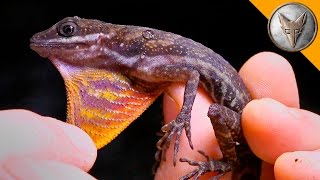 Mysterious Water Anole