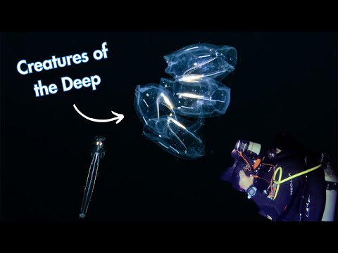 Blackwater Diving in Hawaii: The Most Alien Creatures I’ve Ever Seen