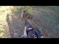 OMAK Aksiyon dolu harika atışların olduğu domuz avları 2! Great wild boar hunts! OMAK Aksiyon dolu harika atışların olduğu domuz avları 2! Great wild boar hunts!