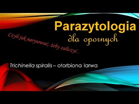 Które mięśnie są odpowiedzialne za kratami Kulturystyka Expo Moskwa