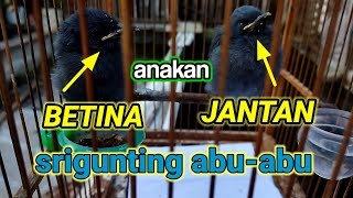 Download lagu tips membedakan anakan srigunting abu abu jantan betina mp3 Download lagu tips membedakan anakan srigunting abu abu jantan betina mp3
