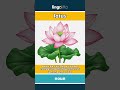 lotus - a water plant with big round... video thumbnail