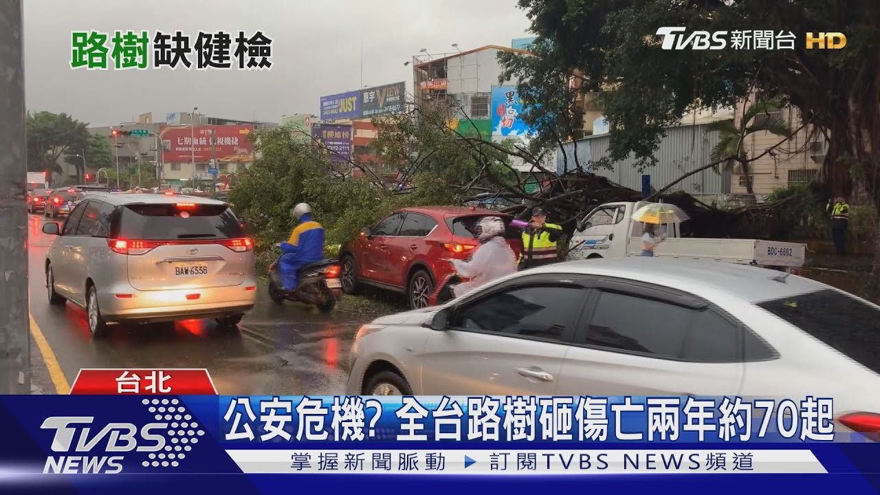 公安危機？　全台路樹砸傷亡兩年約70起