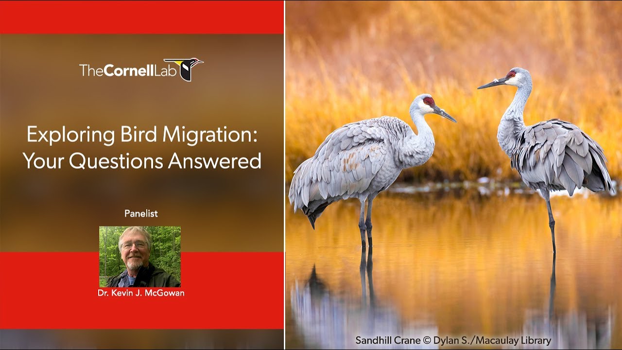 Exploring Bird Migration: Your Questions Answered