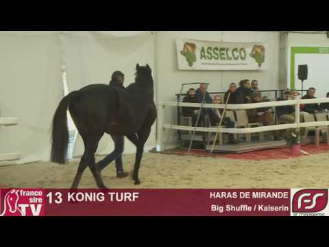 Lot 13 - Konig Turf - HARAS DE MIRANDE - Salon des Etalons 2017 - Le Lion d'Angers