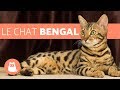 Le Chat Bengal - caractéristiques et caractère