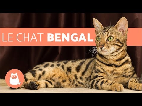 download lagu mp3 mp4 Chat Bengal Comportement, download lagu Chat Bengal Comportement gratis, unduh video klip Chat Bengal Comportement