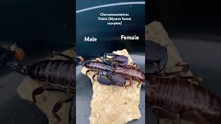 Download lagu Scorpion Breeding/Mating (Close up) mp3 Download lagu Scorpion Breeding/Mating (Close up) mp3