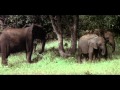 Animals Are Beautiful People Trailer