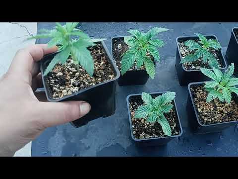 How to tell if a plant is male or female while its still early