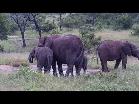 Djuma: Small group of Elephants - 07:52 - 01/27/2022