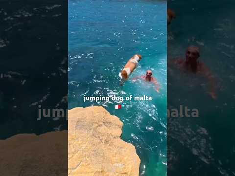 so cute! #malta #visitmalta #dog #swimming