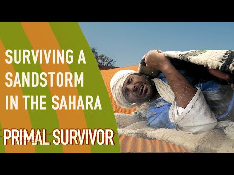 Surviving A Sandstorm In The Sahara | Primal Survivor #shorts