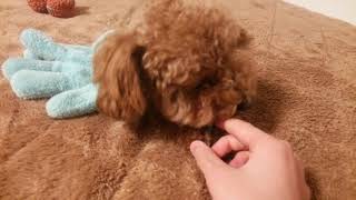 うちの犬（ふう）と遊んでみました！(笑)#2