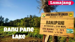 preview picture of video 'The Gorgeous Ranu Pane Lake - Lumajang - East Java'