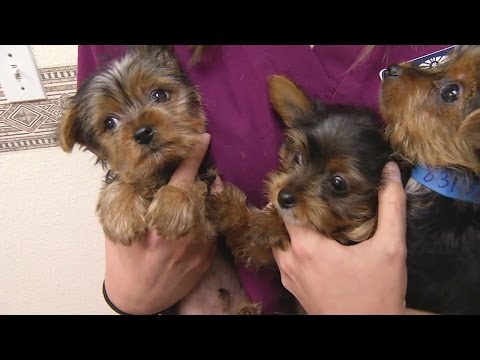 Puppies for Profit: Investigation into illegal backyard breeder