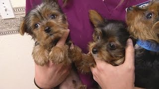 Puppies for Profit: Investigation into illegal backyard breeder