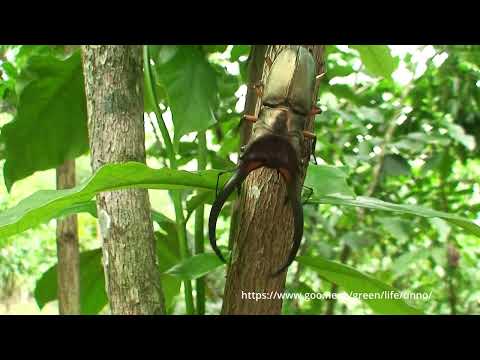 エラフスホソアカクワガタの闘い