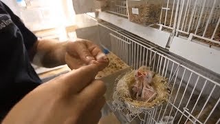 Ptice kao ljubimci i uzgoj ptica