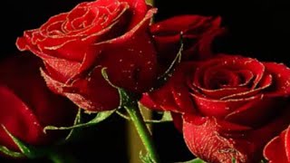 Rock and Roll Lullaby - Pato Fu