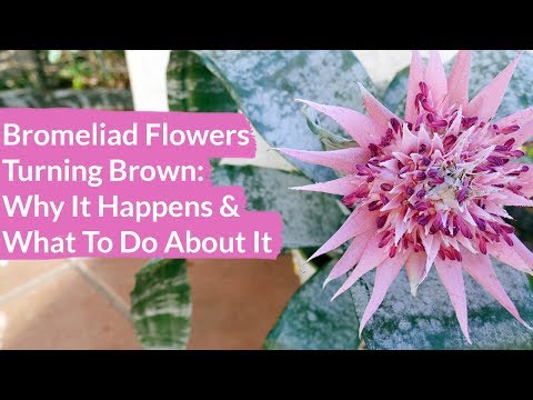, title : 'Bromeliad Flowers Turning Brown & How To Prune Them / Joy Us Garden'