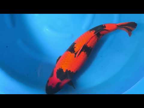 JKS Online Auction: JKS-AC 2025-12-17 - 3Y Hi Utsuri 59 cm Marusei