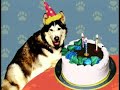Elmo S World Dogs Quiz