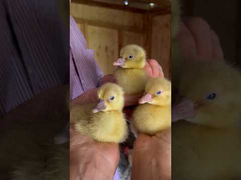 Harriet the Goose becomes a mom! #goose #geese #goslings #gosling subscribe to @wildgoosefarms