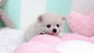 ハーフ犬の動画01
